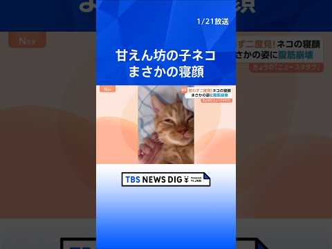 腹筋崩壊級の面白さ! 子ネコの寝顔が話題 どうしたらこの表情に!? いつも添い寝の甘えん坊 飼い主から離れない｜TBS… サムネイル