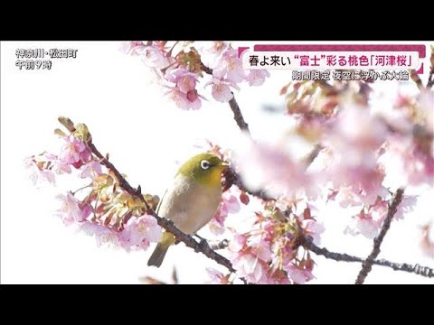 “富士”彩る桃色「河津桜」一足早い春の訪れとバレンタイン限定ライトアップ(2026年2月15日) サムネイル